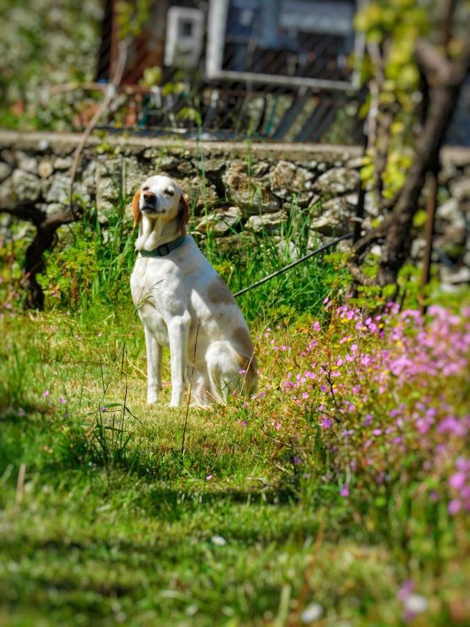 Green Garden Guesthouse Shkodër Eksteriør billede